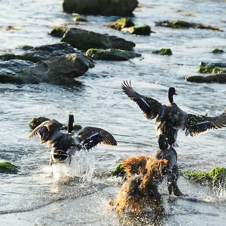 Santa Cruz Apartment Burgas